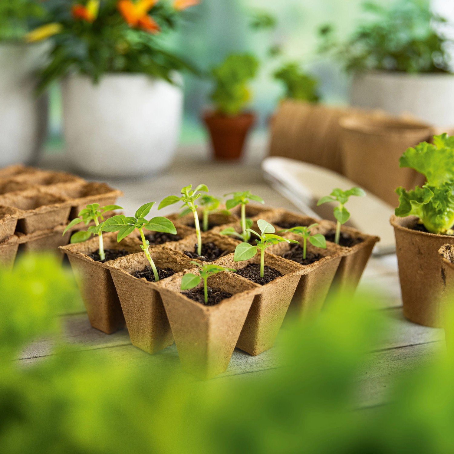 Vaso angolare per germogli 4x4 cm 36 pz_3