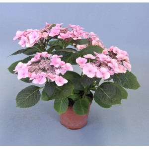 Ortensia a ombrello rosa (Hydrangea macrophylla) in vaso, pianta fiorita.