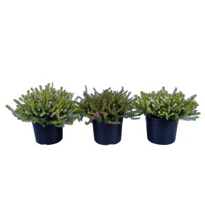 Tre Erica Darley Dale Rosa in vaso, alte circa 30 cm.