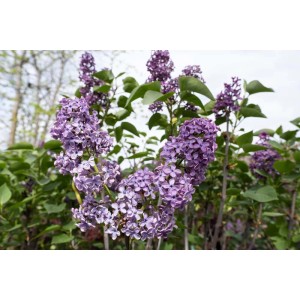 Arbusto Lilla Nobile in fiore con fiori color lilla.