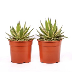 Agave lophantha variegata piante grasse vaso Ø 25 cm