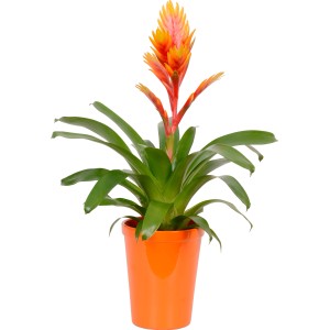 Mix di bromelie in vaso di ceramica arancione, vaso-Ø ca. 13 cm.