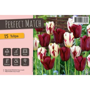 Tulipani multicolore 'Perfect Match' in aiuola, resistenti al freddo e ideali come fiori recisi.