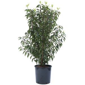 Lauroceraso portoghese in vaso, foglie verdi.