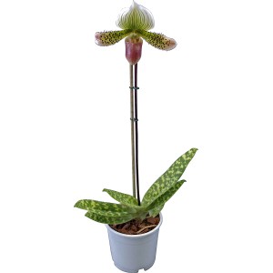 Orchidea Scarpetta di Venere 'Pinocchio' in vaso, con fiori viola-gialli e foglie maculate.