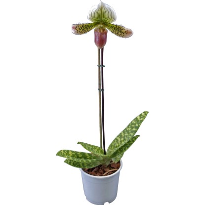 Pantofola di Venere 1 stelo Pinocchio in vaso Ø 12 cm