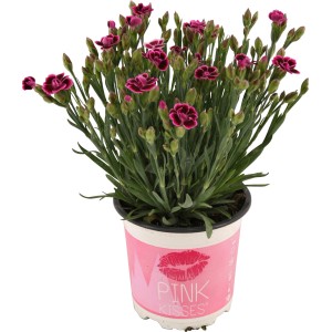 Garofano dei poeti Pink Kisses® in vaso, fiori rosa-viola. Pianta da giardino e balcone resistente.