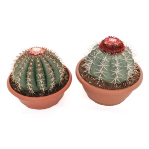 Due cactus t.b.t. (Piante grasse) in vasi marroni.