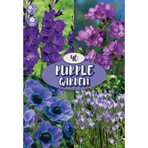 Bulbi da fiore Agapanthus Purple Garden