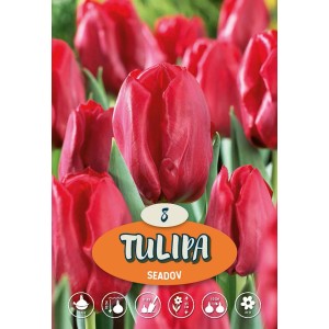 Tulipani rossi Seadov come bulbi da fiore per il giardino.