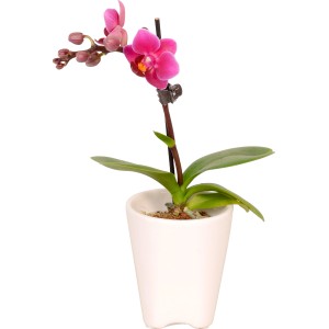 Mini orchidea a farfalla con fiori rosa in vaso di ceramica bianca, dimensioni vaso circa 5 cm.
