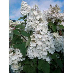 Ortensia paniculata bianca in giardino, dettaglio delle infiorescenze.