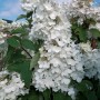 Ortensia paniculata bianca in giardino, dettaglio delle infiorescenze.