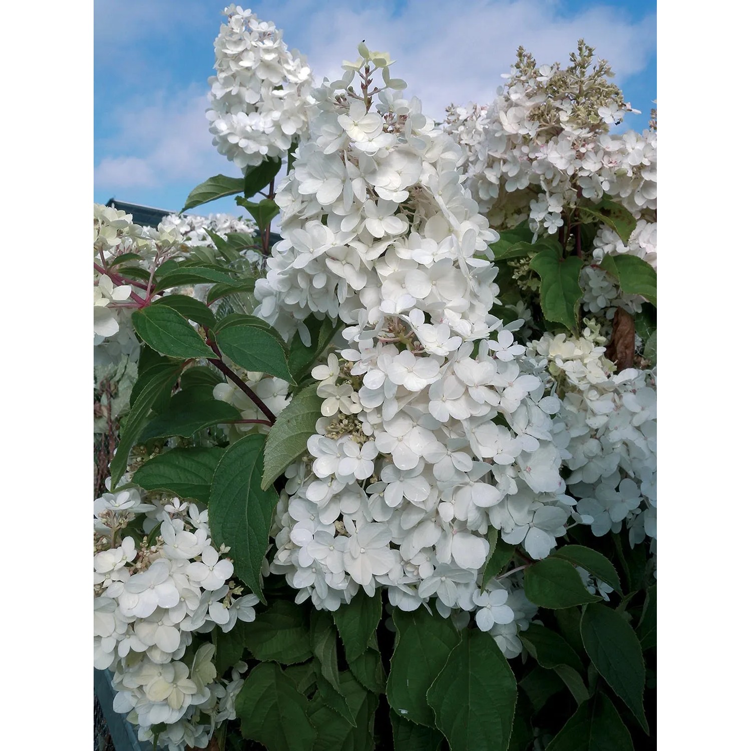 Ortensia paniculata bianca in giardino, dettaglio delle infiorescenze.