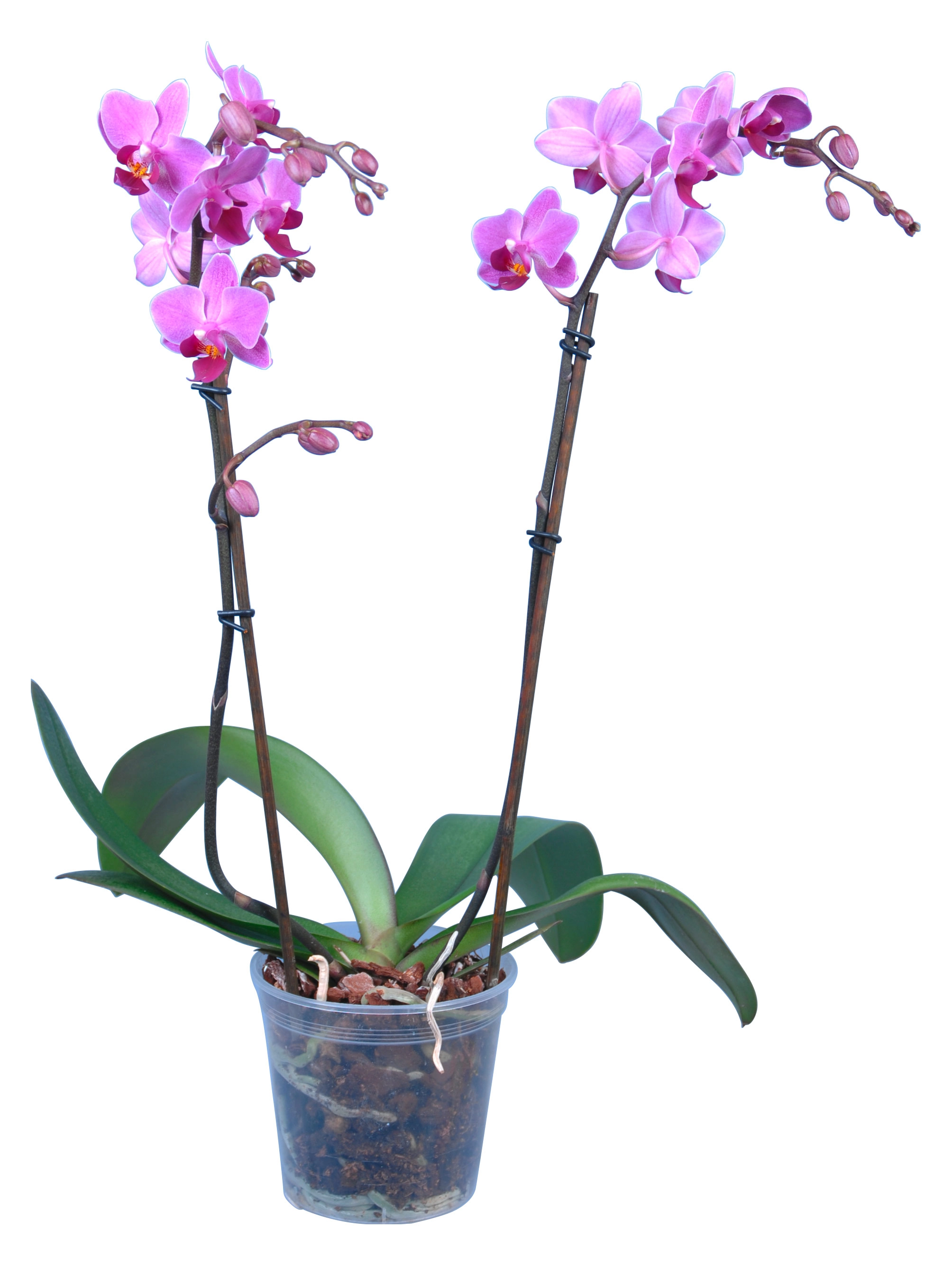 Orchidea Phalaenopsis multiflora 2 gambi Lilla