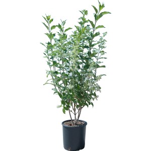 Ortensia paniculata 't.b.t.' in vaso con fiori bianchi e foglie verdi.