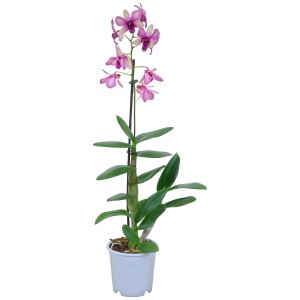 Orchidea bambù Sa Nook con fiori rosa in vaso.