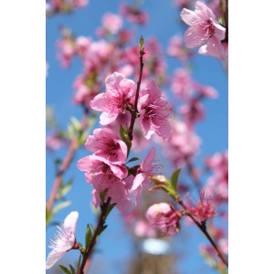 Delicato albero di Peschi con fiori rosa su sfondo di cielo blu.
