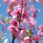 Delicato albero di Peschi con fiori rosa su sfondo di cielo blu.
