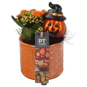 Composizione di piante di Halloween in vaso arancione con decorazione di zucca.