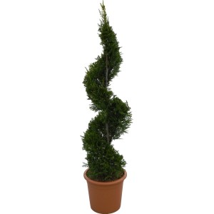 Cipresso gigante 'Castlewelland Gold' in vaso, altezza circa 100 cm, taglio a spirale.