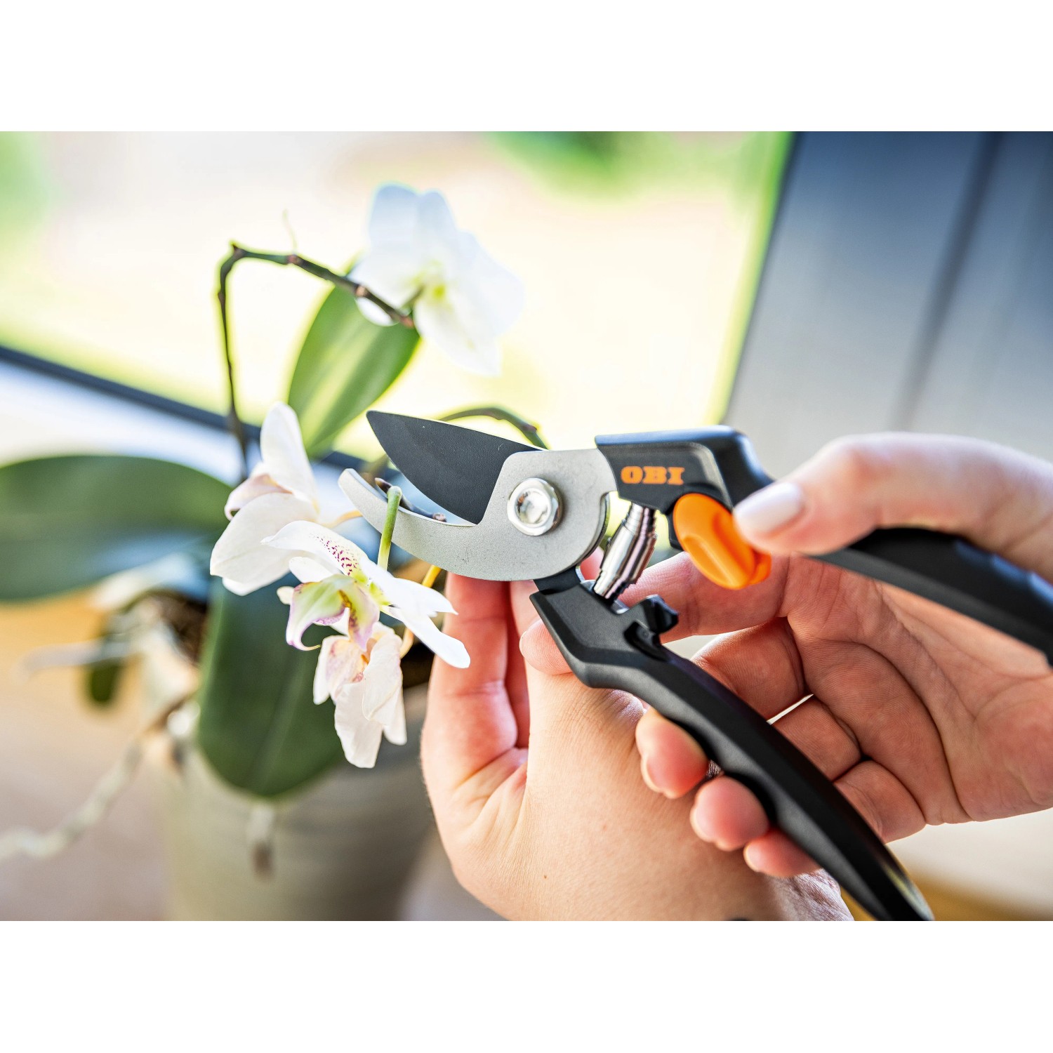 Forbici da giardino OBI in uso per tagliare un'orchidea, sistema bypass, rivestimento antiaderente.