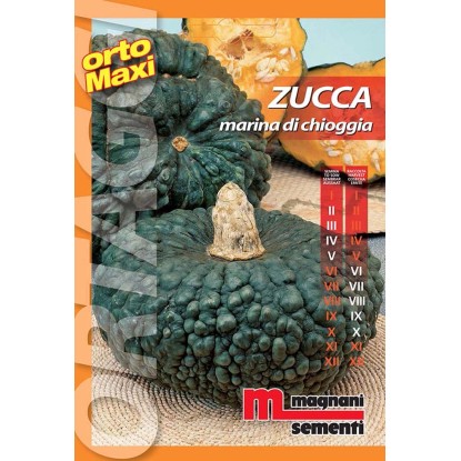Semi orto maxi Zucca marina di Chioggia