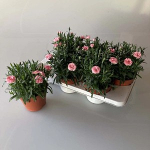 Garofani t.b.t. in vaso, fiori rosa, foglie verdi. Pianta perenne.