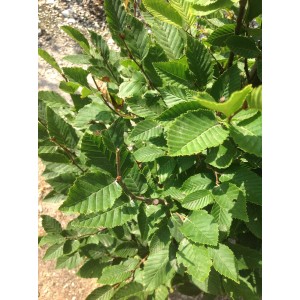 Primo piano di un arbusto deciduo verde.