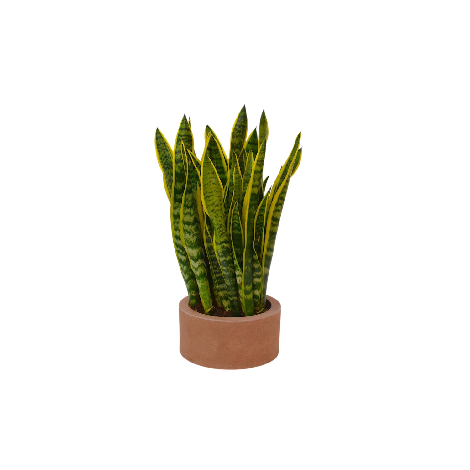 acquista Sansevieria da OBI