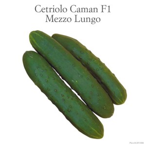 Tre cetrioli verdi allungati della varietà 'Cetriolo Caman F1 Mezzo Lungo'.