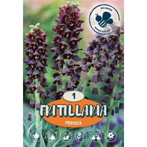 Fritillaria persica 'Persian Crown' con fiori scuri a forma di campana.