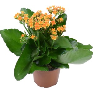 Kalanchoe arancio-giallo in vaso, una pianta da appartamento fiorita.