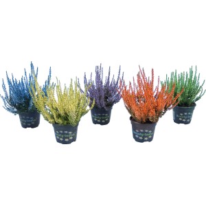 Piante di erica e calluna di vari colori in vaso.