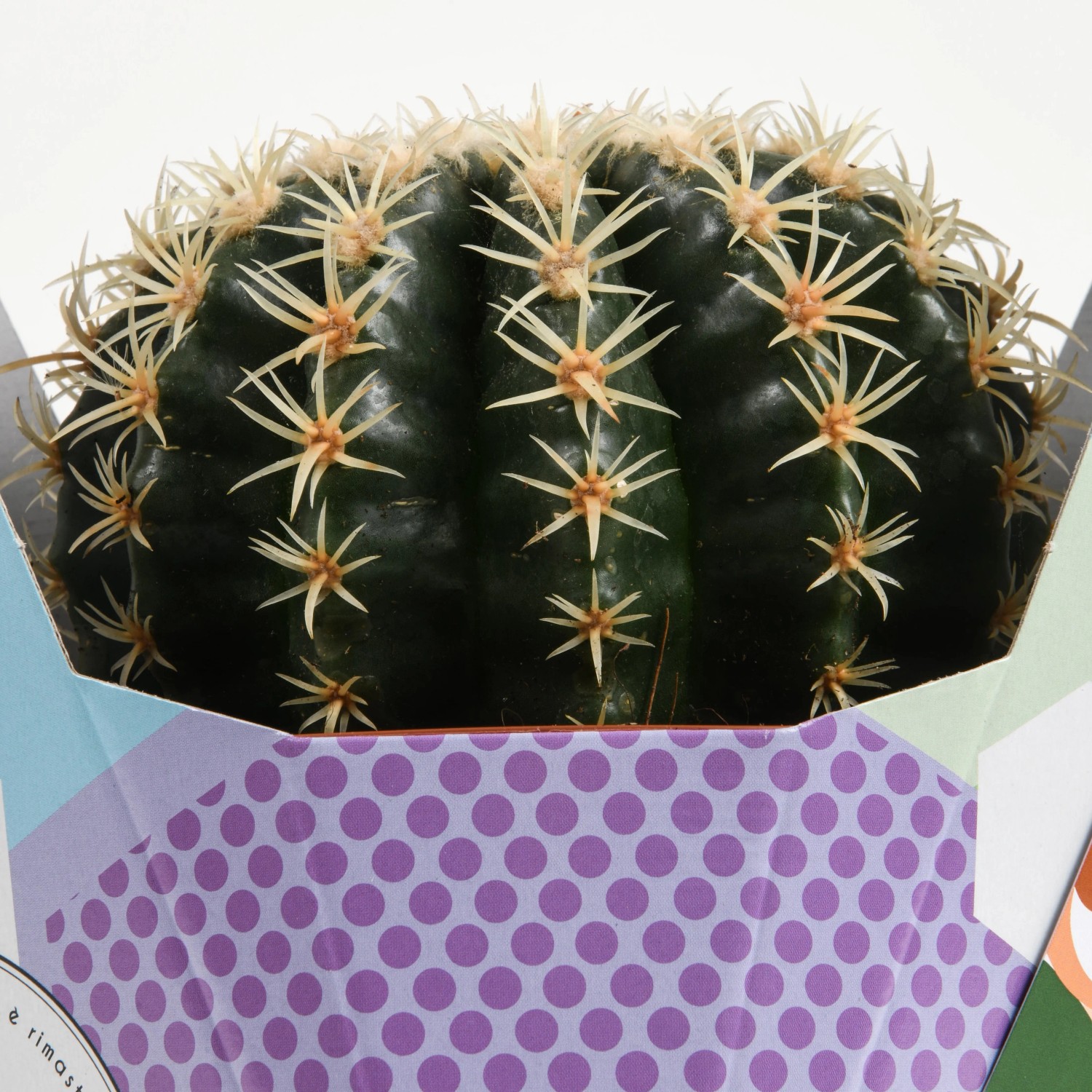 Cactus sferico con spine gialle in vaso con motivo a pois viola.