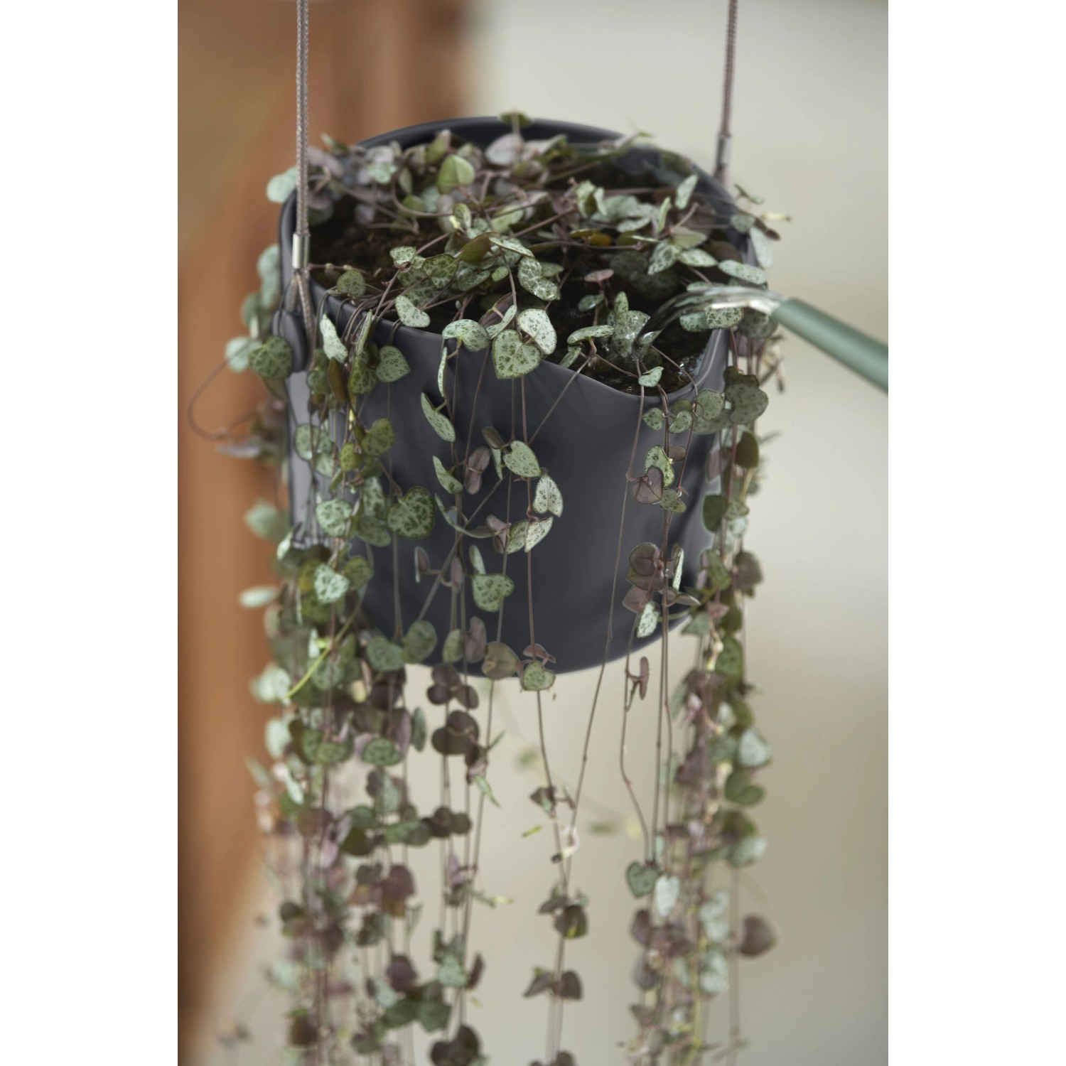 Vaso per fiori antracite Elho B.For Swing Ø 18 cm con pianta pensile.