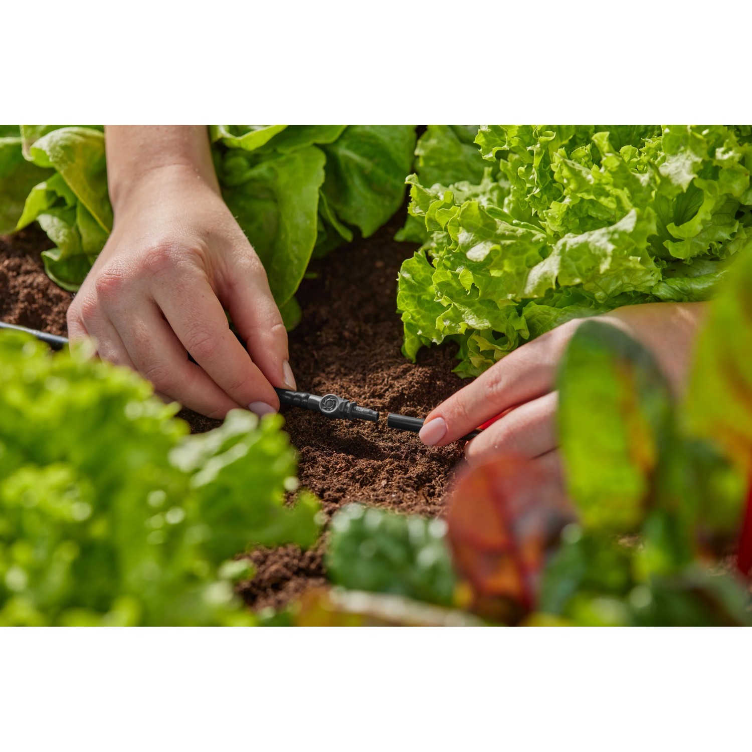 Connettore Gardena 4,6 mm in uso: Sistema Micro-Drip per irrigazione giardino.
