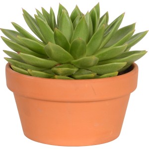 Echeveria Miranda succulenta in vaso terracotta, ca. 17cm Ø.