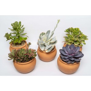 Vari cactus/succulente in vasi di terracotta.