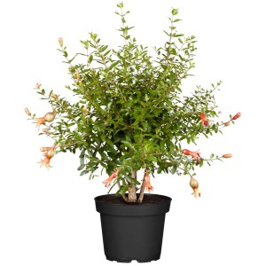 t.b.t. in vaso, un albero da frutto decorativo con foglie verdi e fiori rossi.