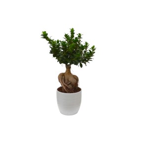 Bonsai in vaso bianco, foglie verdi e radici distintive.