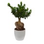 Bonsai in vaso bianco, foglie verdi e radici distintive.