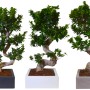 Tre alberi Bonsai t.b.t. in vasi grigi, bianchi e antracite.