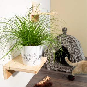 Vaso per piante Scheurich Catview (Ø 12,8 cm) con motivo gatto ed erba gatta su mensola in legno.