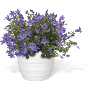 Campanula Get Mee blu in vaso bianco, pianta fiorita decorativa di GROW by OBI.