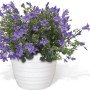 Campanula Get Mee blu in vaso bianco, pianta fiorita decorativa di GROW by OBI.