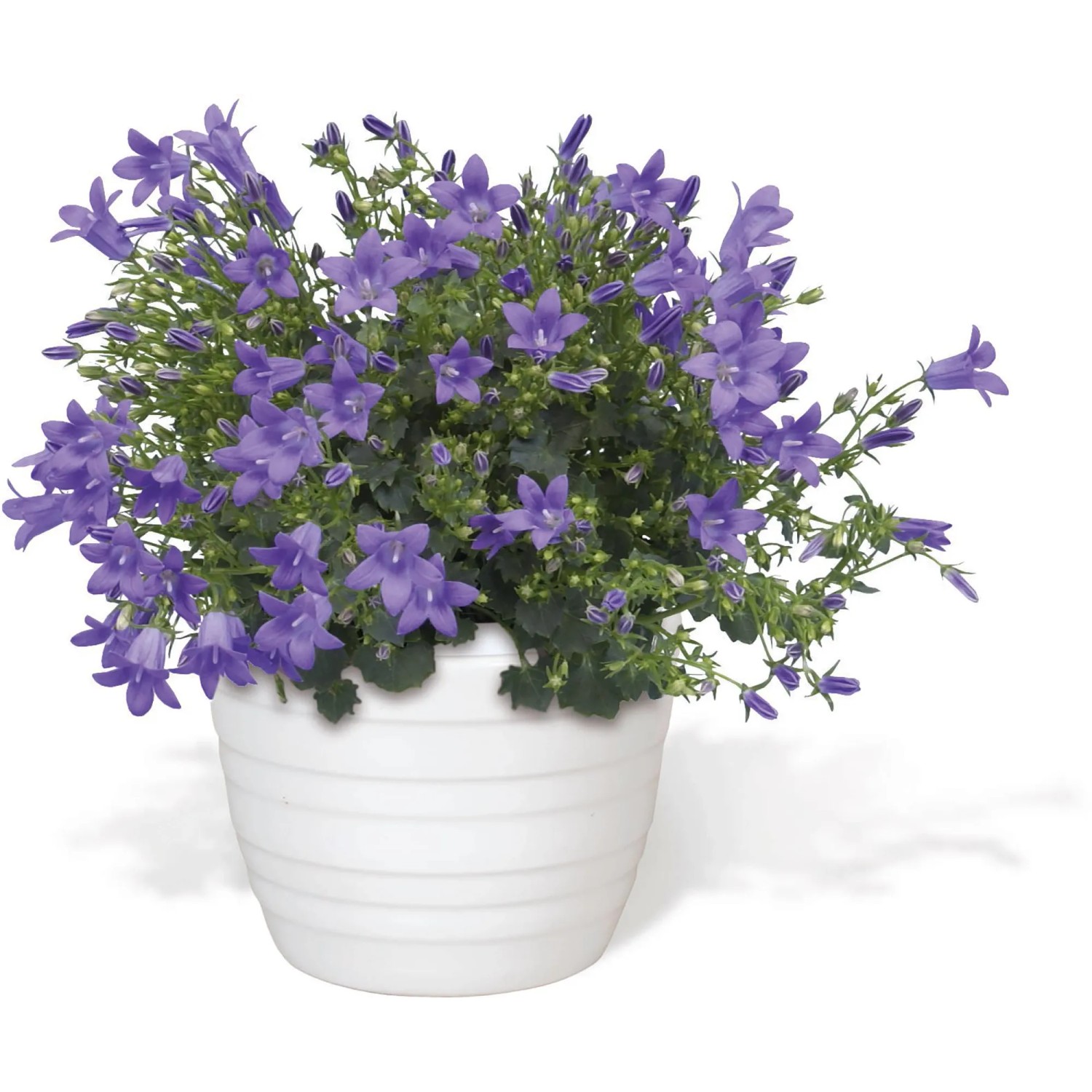 Campanula Get Mee blu in vaso bianco, pianta fiorita decorativa di GROW by OBI.