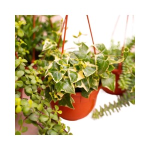 Piante grasse succulente ricadenti in Basket vaso Ø 14 cm