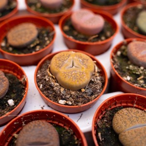 Lithops Mix Sassi viventi pianta grassa vaso Ø 5,5 cm