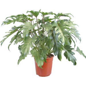Xanadu (Philodendron) in vaso, pianta verde decorativa con grandi foglie lucide.